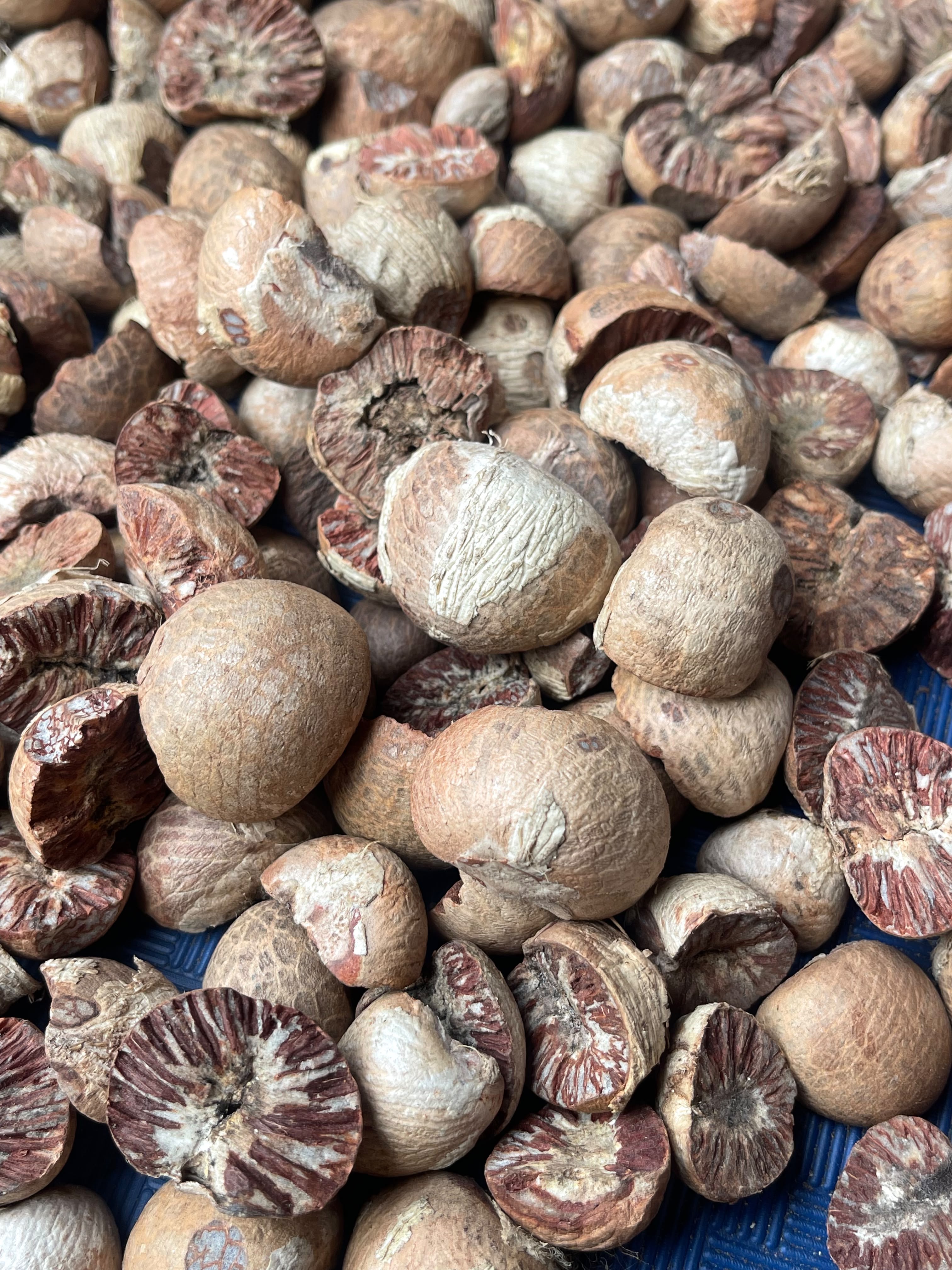 Indonesia Bellnut Exporter - Indonesian Candlenut Supplier