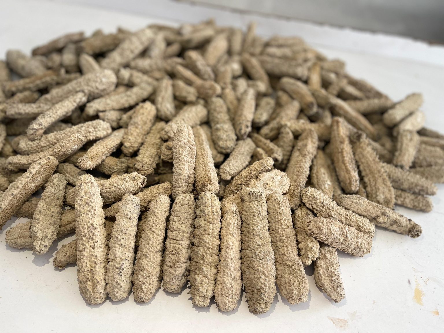 Sea Cucumber Category