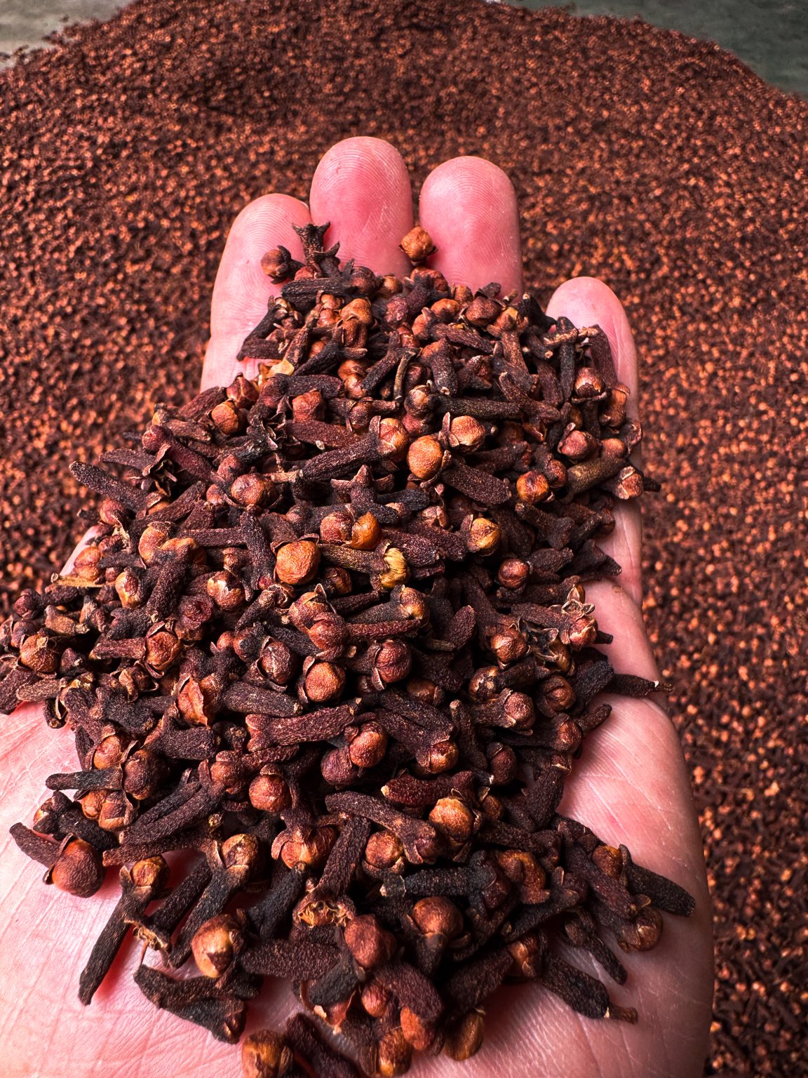 Whole dried Indonesian cloves